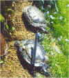Schildpad