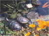 Schildpad
